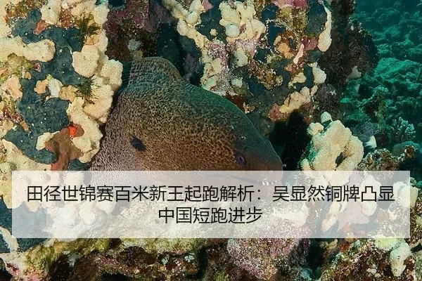 田径世锦赛百米新王起跑解析：吴显然铜牌凸显中国短跑进步